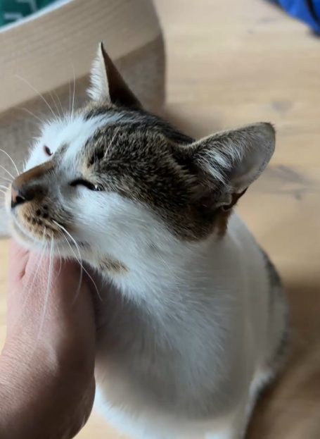 Katze streicheln, kuscheln